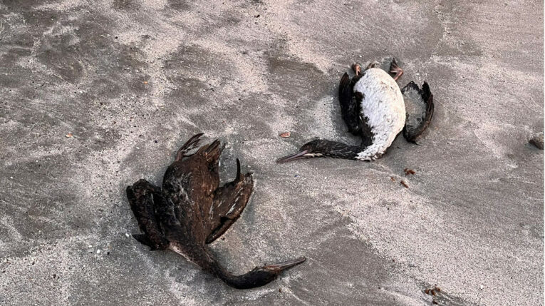 Imagen referencial. Dos aves muertas en una playa de Coquimbo, en Chile, el 28 de mayo de 2023. 