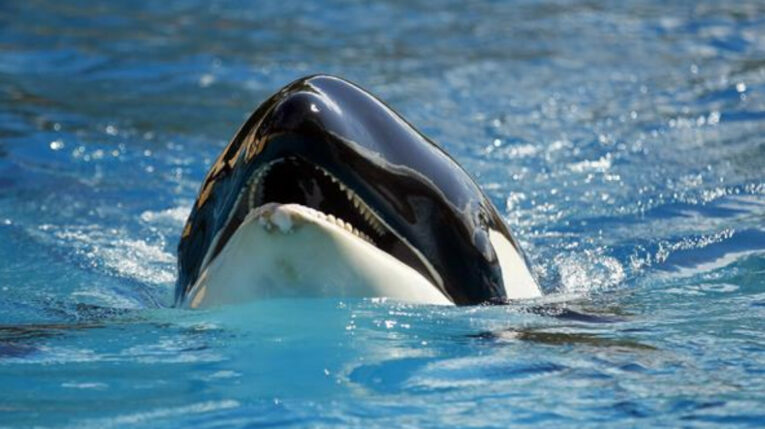 Imagen referencial de una orca en España, en 2018. 