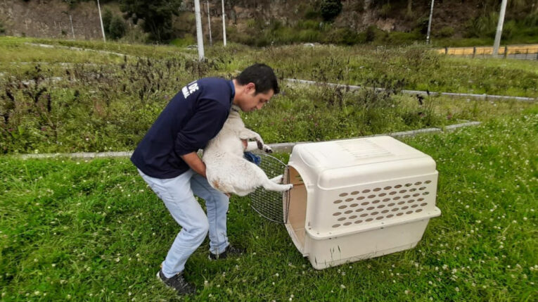 Un perro con dolor fue rescatado en el sector de El Trébol, en Quito, el 29 de mayo de 2023.