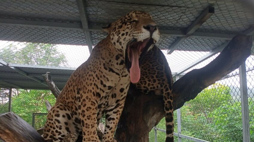 Una pareja de jaguares decomisados en una de las fincas del narcotraficante ecuatoriano Wilmer Sánchez Farfán en Manabí. 