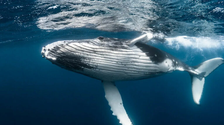 Una ballena jorobada joven vista en el fondo del mar. 