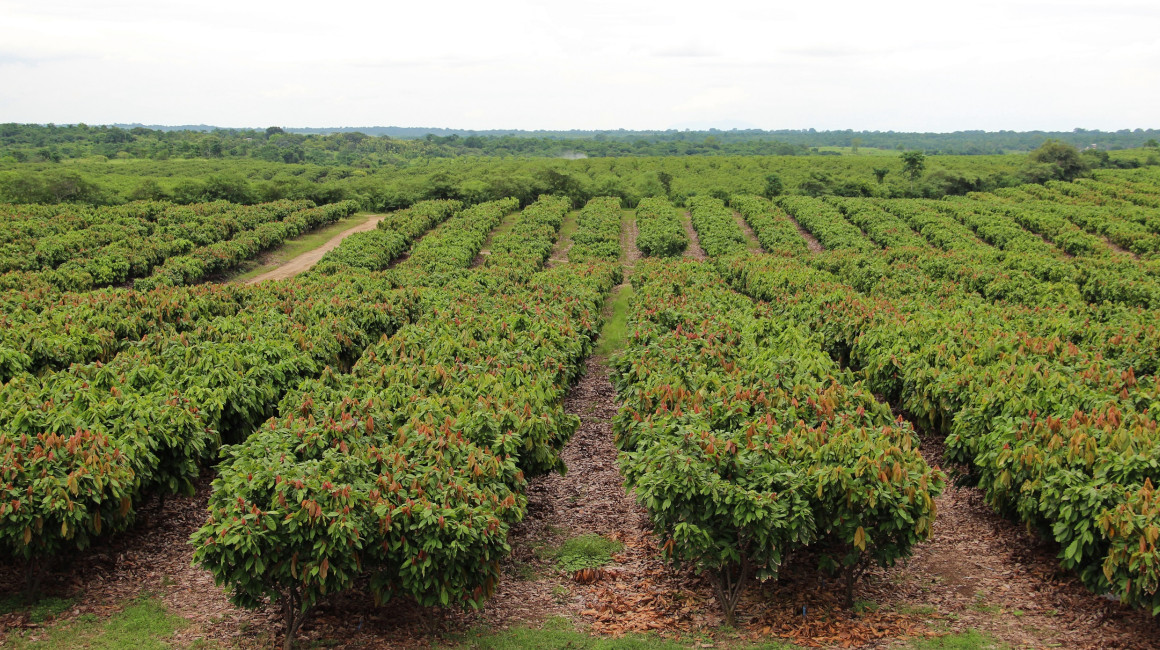 Imagen referencial de un cultivo de cacao en Ecuador.