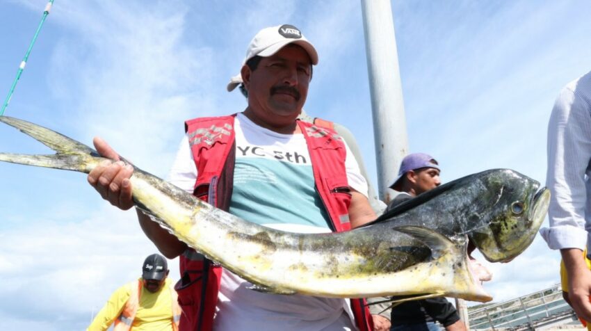 El Niño prevé incrementar la captura de dorado (foto) y de camarón marino. 