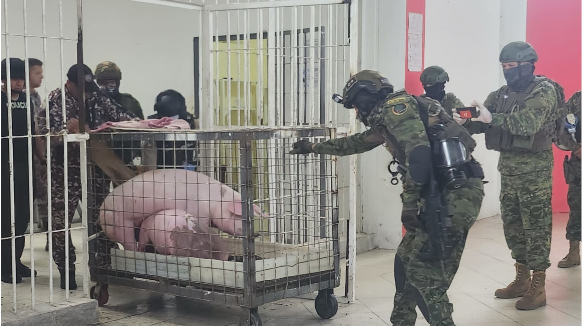 Gallos de pelea y cerdos decomisados en cárcel de Santo Domingo