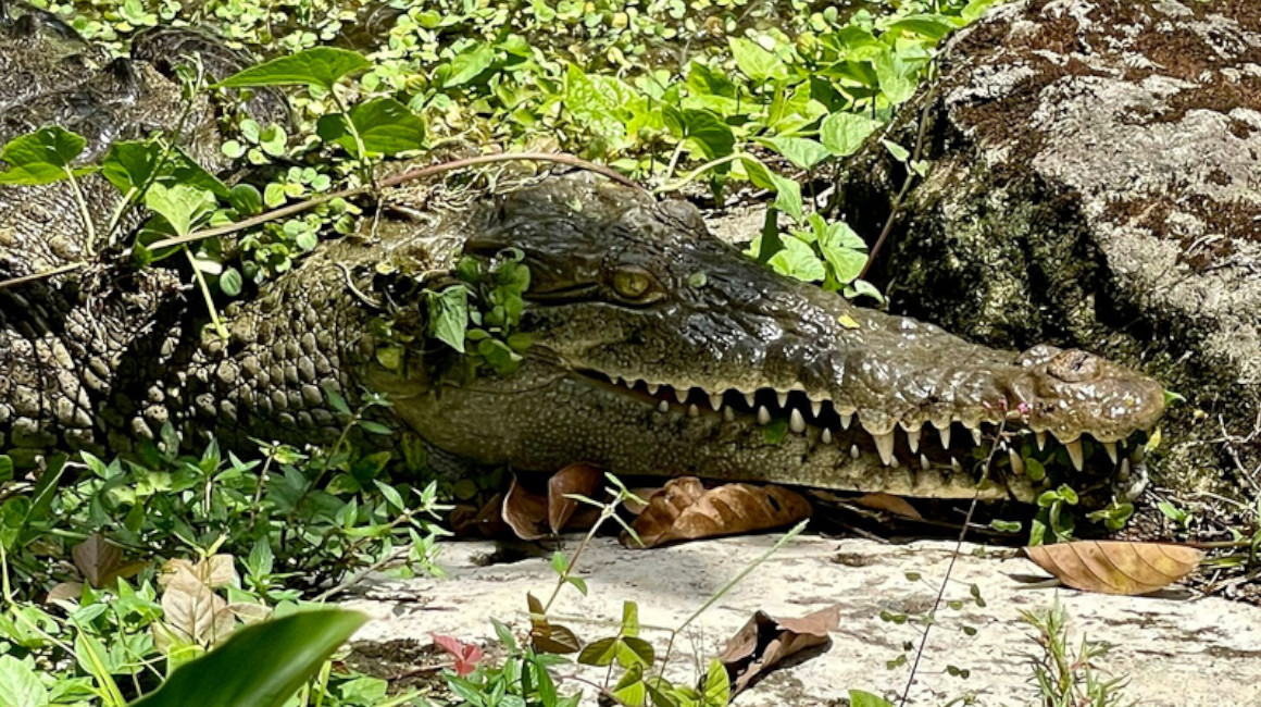 Vista lateral del cocodrilo Coquito, que logró tener una cría sin ayuda de un macho. 