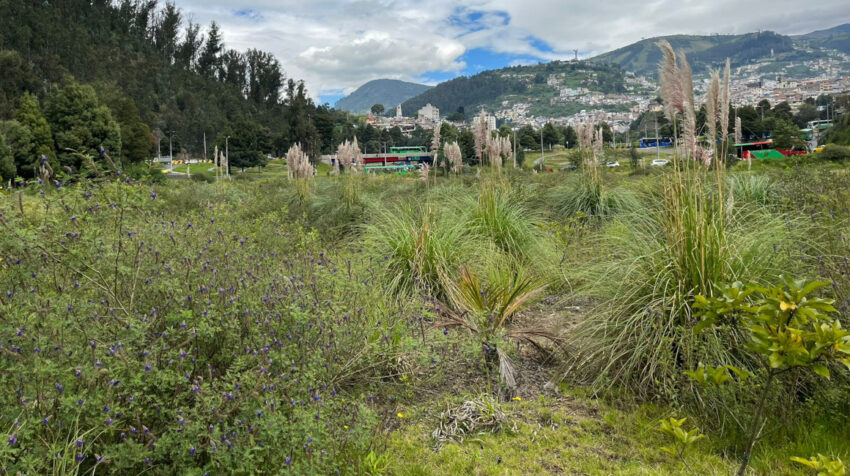 Árboles nativos en el bosque de arupos, el 14 de junio de 2023.