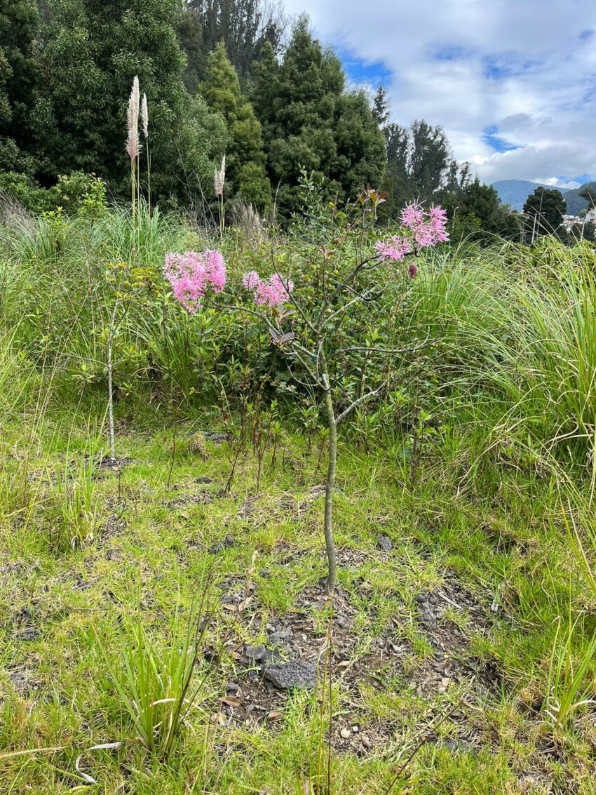 Un arupo empieza a florecer en el bosque, ubicado en el centro de Quito, el 7 de junio de 2023.