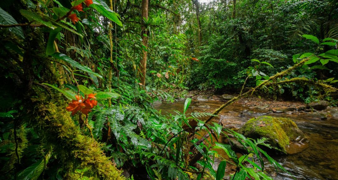 Paisaje del Chocó Andino en Ecuador 