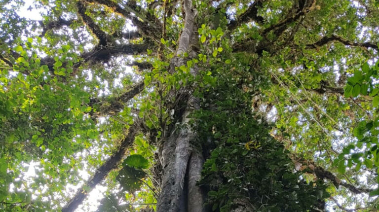árbol de ficus en el Chocó Andino, junio de 2023.