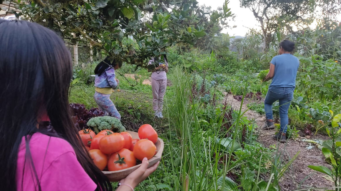 Huerto orgánico familiar en el Chocó Andino.