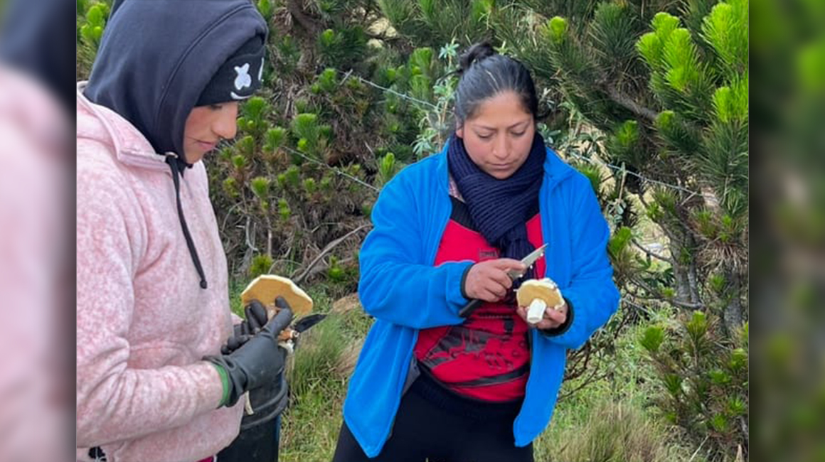Carmen Etelvina Collay y su familia recolectan hongos en San Francisco.