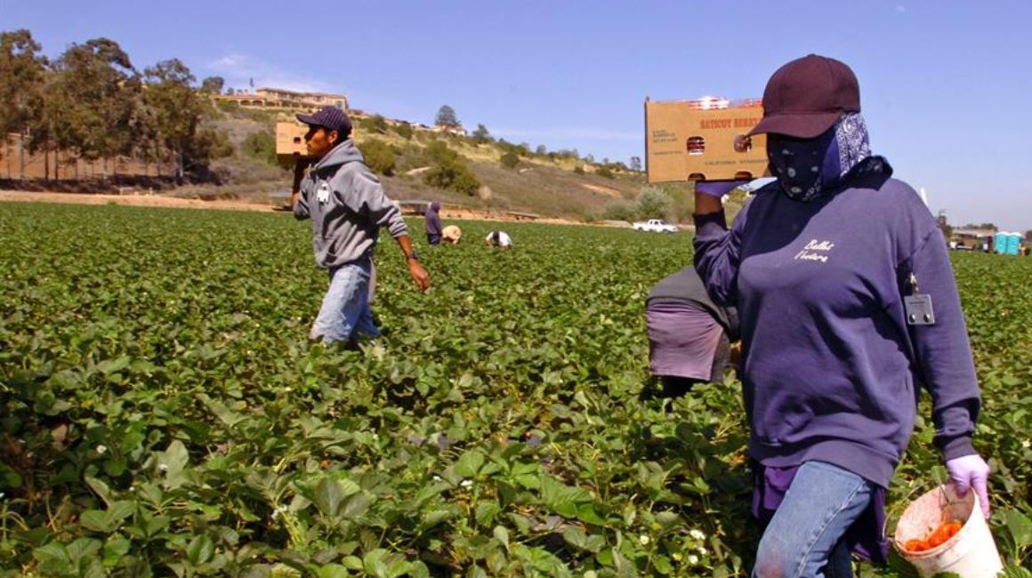 Trabajadores latinoamericanos en un campo de fresas en Estados Unidos.