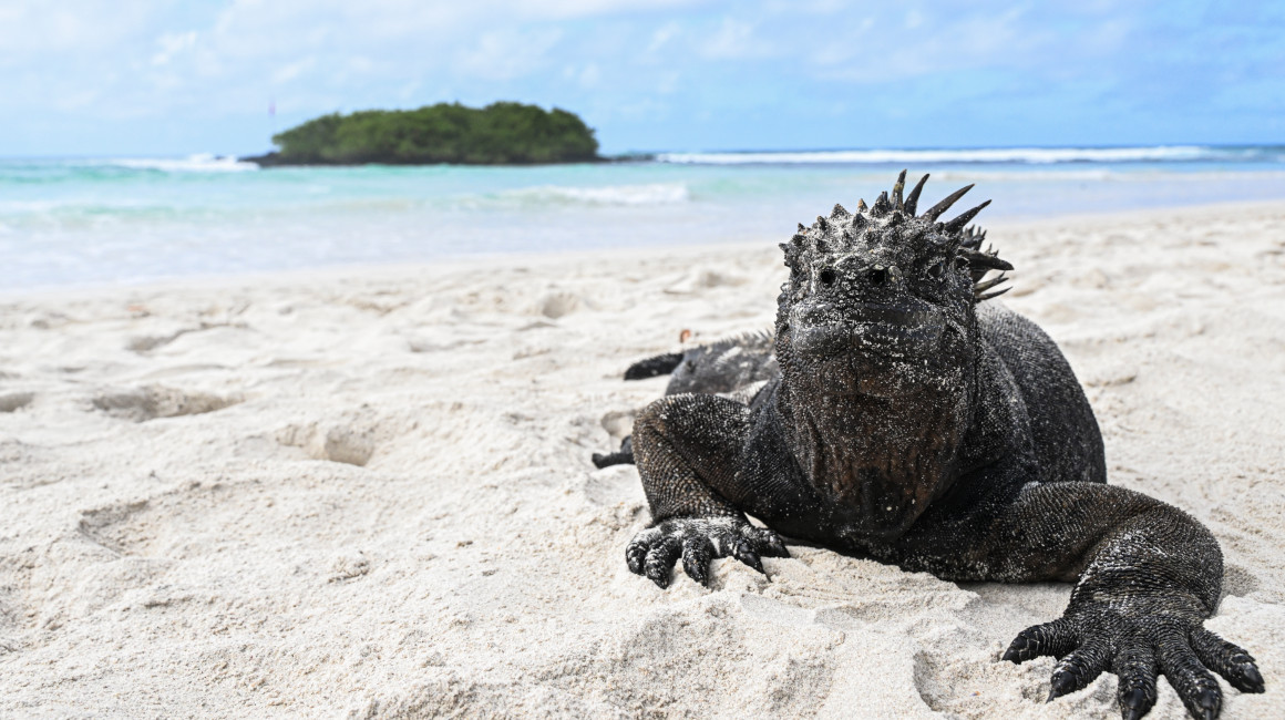 Imagen de una de las iguanas negras de Galápagos, el 26 de junio de 2023. 