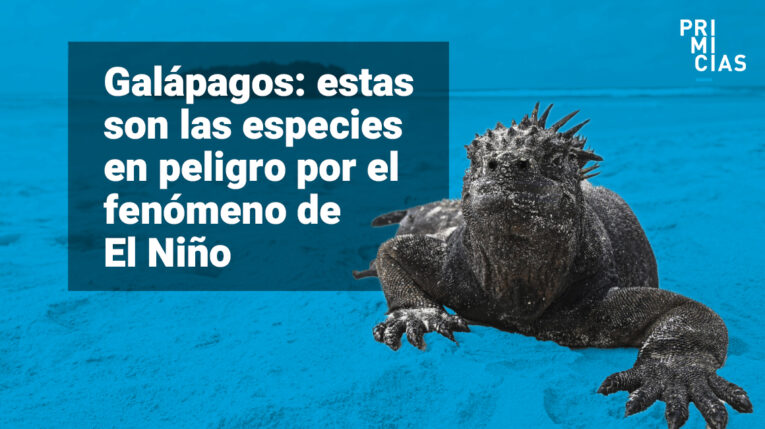 Tortugas, iguanas y otras especies de Galápagos, en riesgo por El Niño