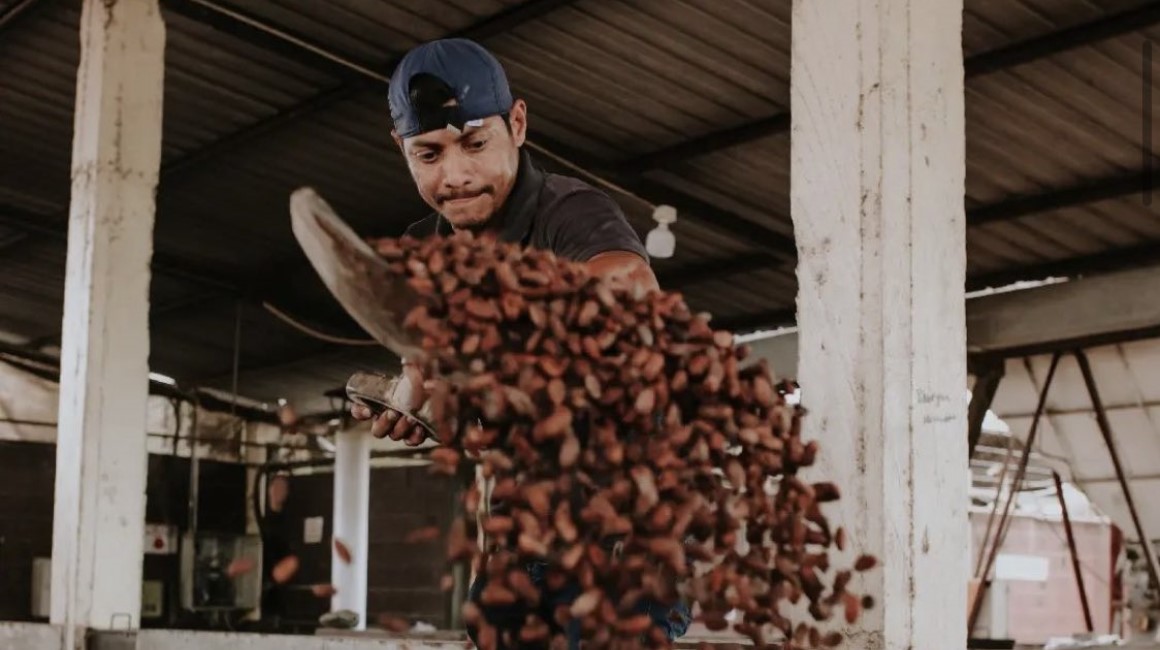 Vista del tratamiento de la pepa de cacao en la Hacienda San José, en la provincia de Los Ríos.