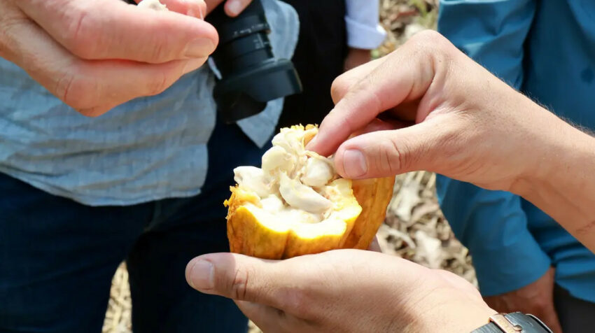 Investigadores de la ESPOL analizando granos de cacao. 