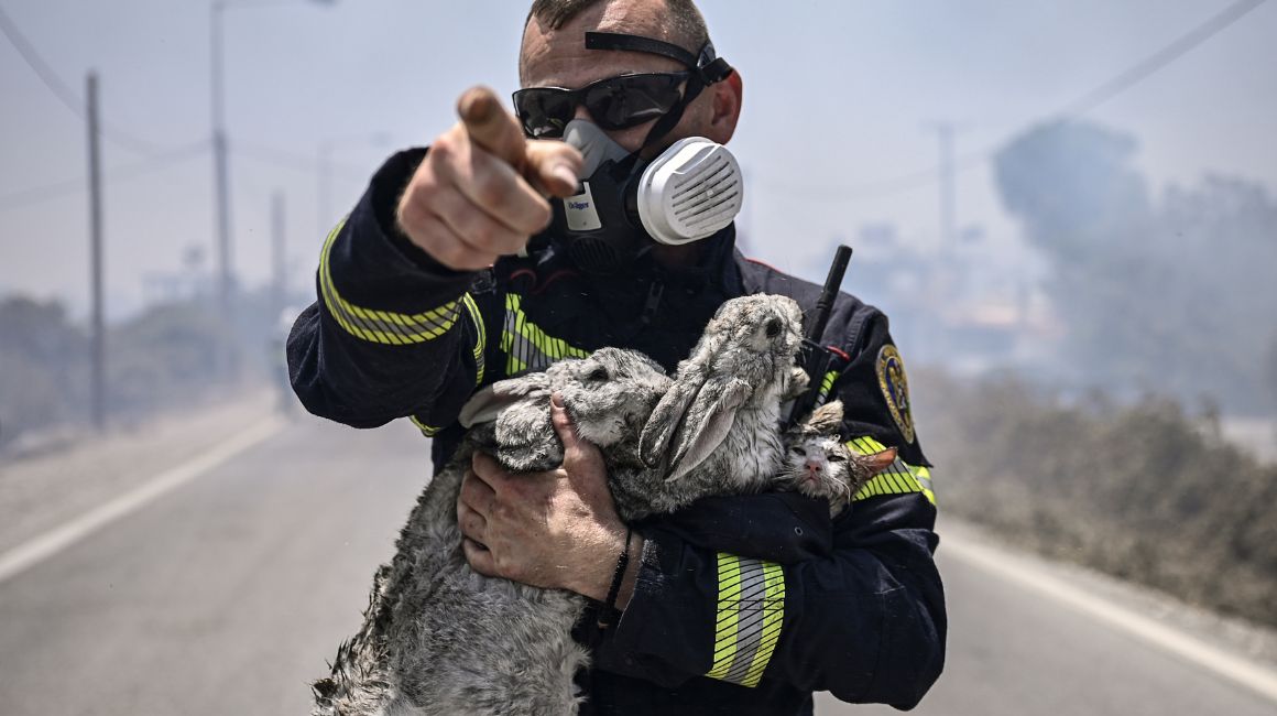 Un bombero con dos conejos rescatados en una isla de Grecia. 