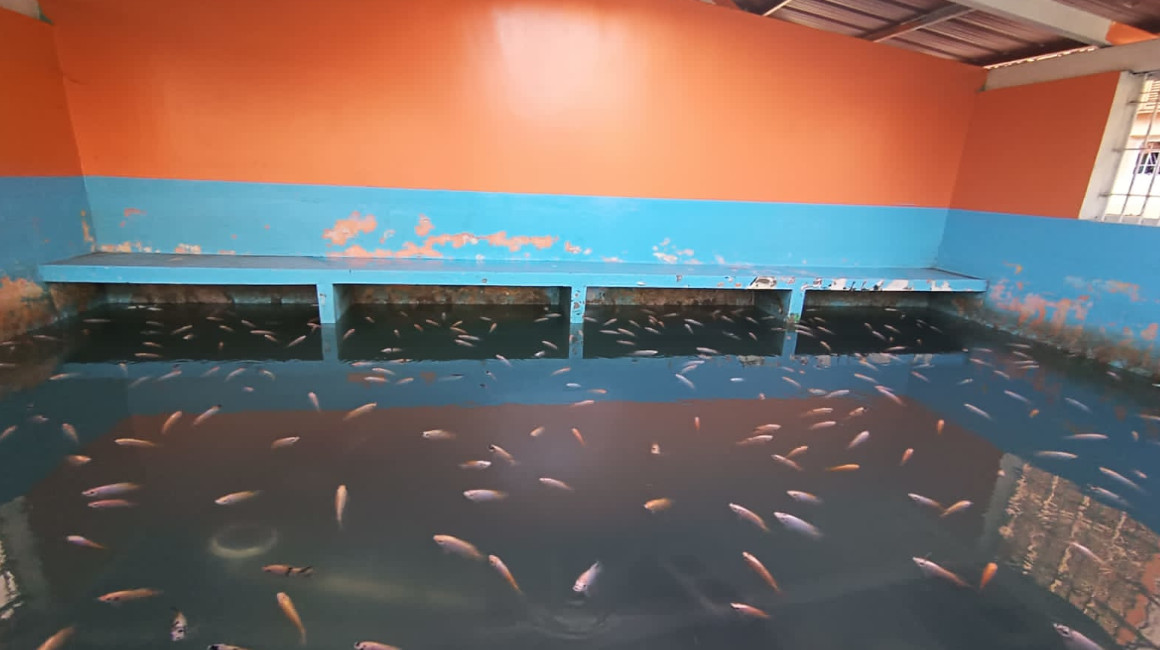 La Policía halló una piscina llena de tilapias de exportaciones en el pabellón 12 de la Penitenciaría del Litoral, el 3 de agostos de 2023.