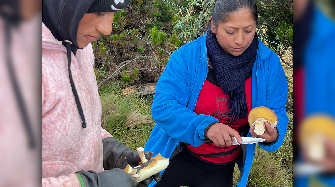Pobladores de San Francisco, en Guaranda, dedicados al cultivo de hongos. Agosto de 2023