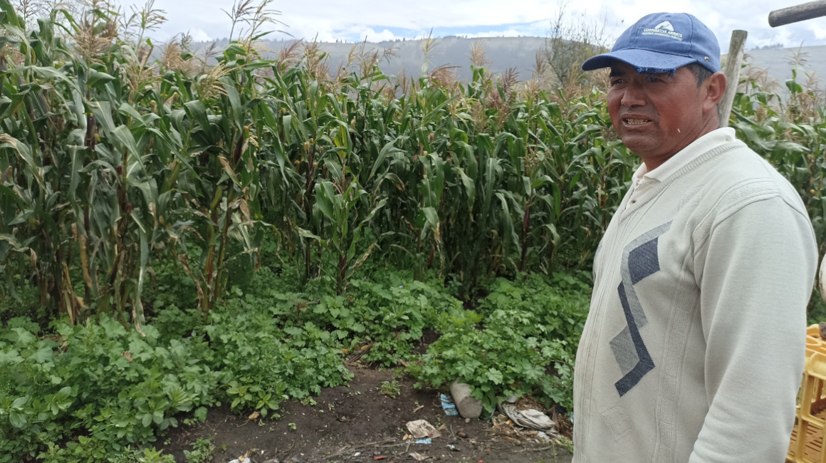 En Quero, uno de los cantones con mayor producción de papas en la Zona Centro, los agricultores aseguran que la venta de sus productos no los motiva y que por eso muchos dejan el campo y migran.
