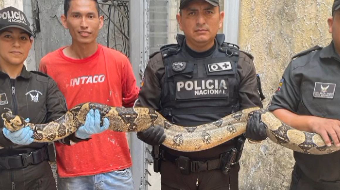 Nuevo hallazgo de dos boas constrictoras en Guayaquil