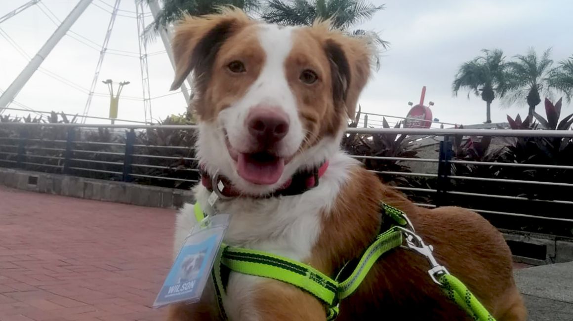 Wilson, el 'servidor' canino de Guayaquil, con su credencial.