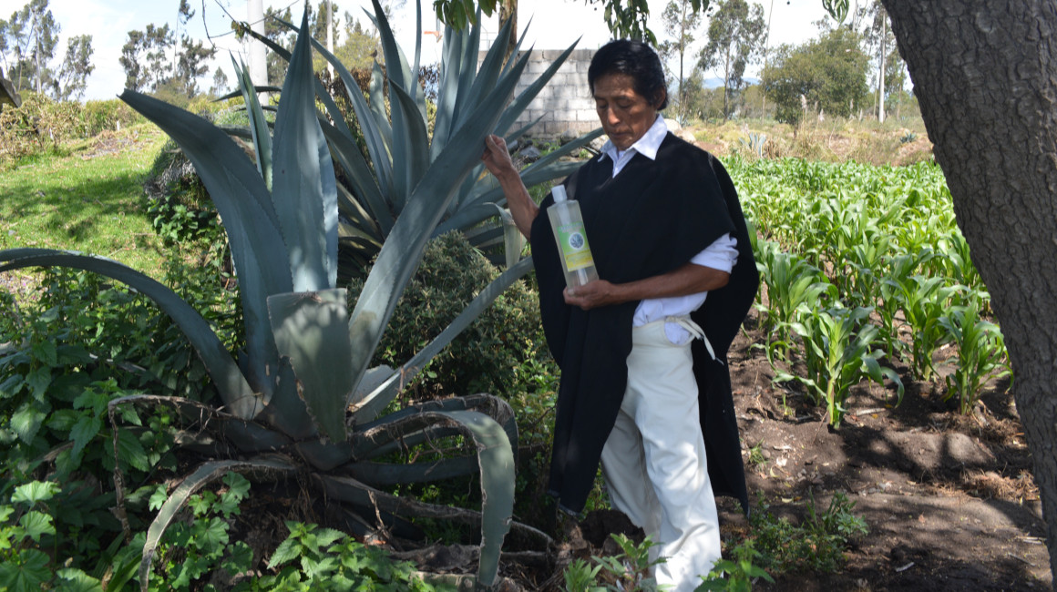 Rufino Masaquiza utiliza las hojas del penco para elaborar champús naturales. Su marca es Armana Puzco.
