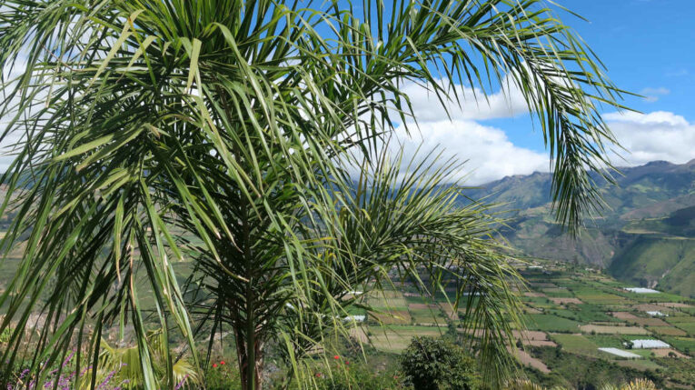 ‘Montaña de luz’ santuario de palmas que espera a las aves en Imbabura
