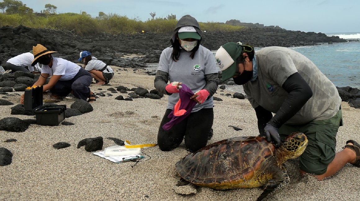 Cuidadores de Galápagos monitorean el estado de las tortugas de la isla Floreana.