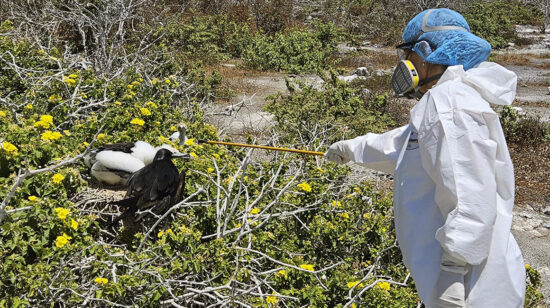 Gripe aviar en Galápagos
