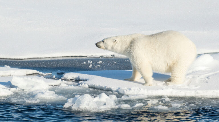 Alarma en el océano Ártico