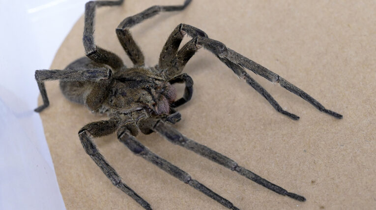 Descubrimiento: Una venenosa araña puede ser el secreto contra la disfunción eréctil
