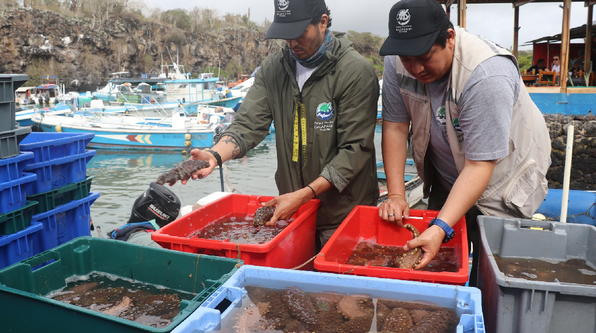 Faenas de captura de pepino de mar en Galápagos