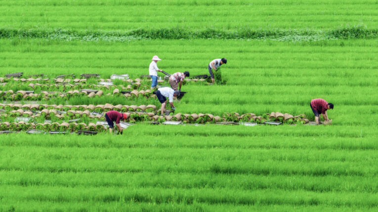 Foto aérea de un cultivo de arroz en China, donde también se creó un tipo de arroz perenne o resistente.