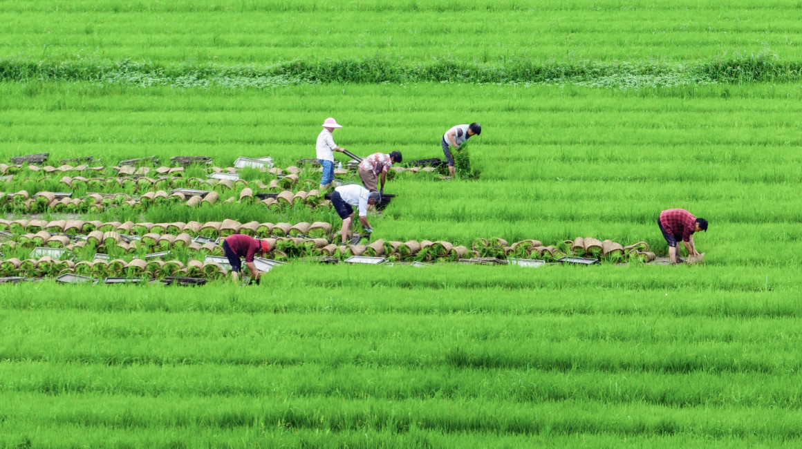 El arroz perenne busca alimentar al mundo