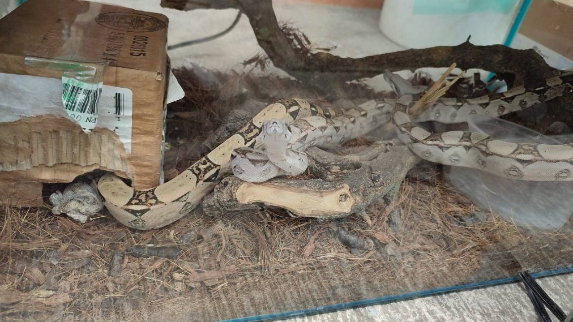 Varias especies de serpiente fueron halladas en los operativos.