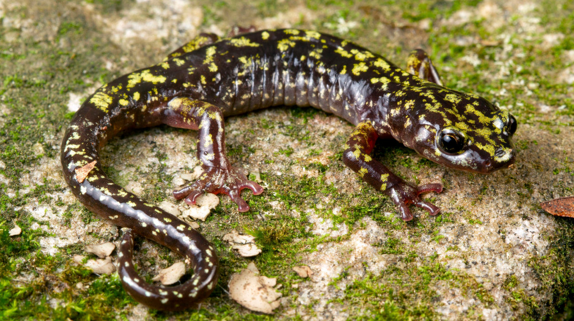 Una salamandra verde de Hickory Nut Gorge, en peligro de extinción en Estados Unidos, según informe de la revista Nature.