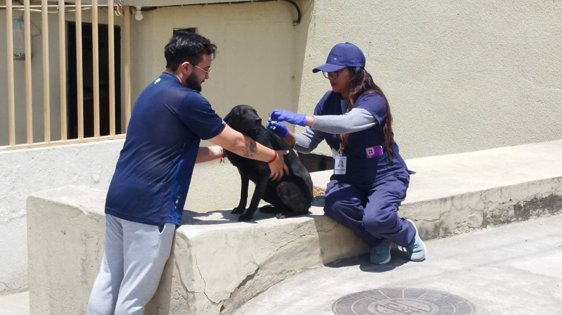 Dos funcionarios del Municipio de Quito atienden a un perro, el 13 de octubre de 2023.
