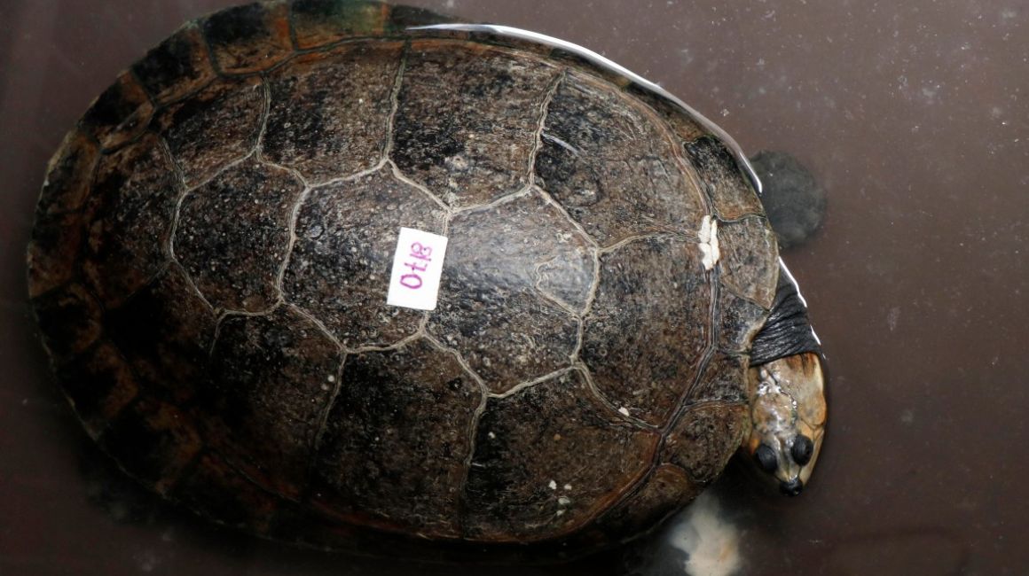Una tortuga arrau, incautada junto con otros animales salvajes por la Policía Nacional en una residencia durante una operación de narcotráfico,  el 2 de octubre de 2023.