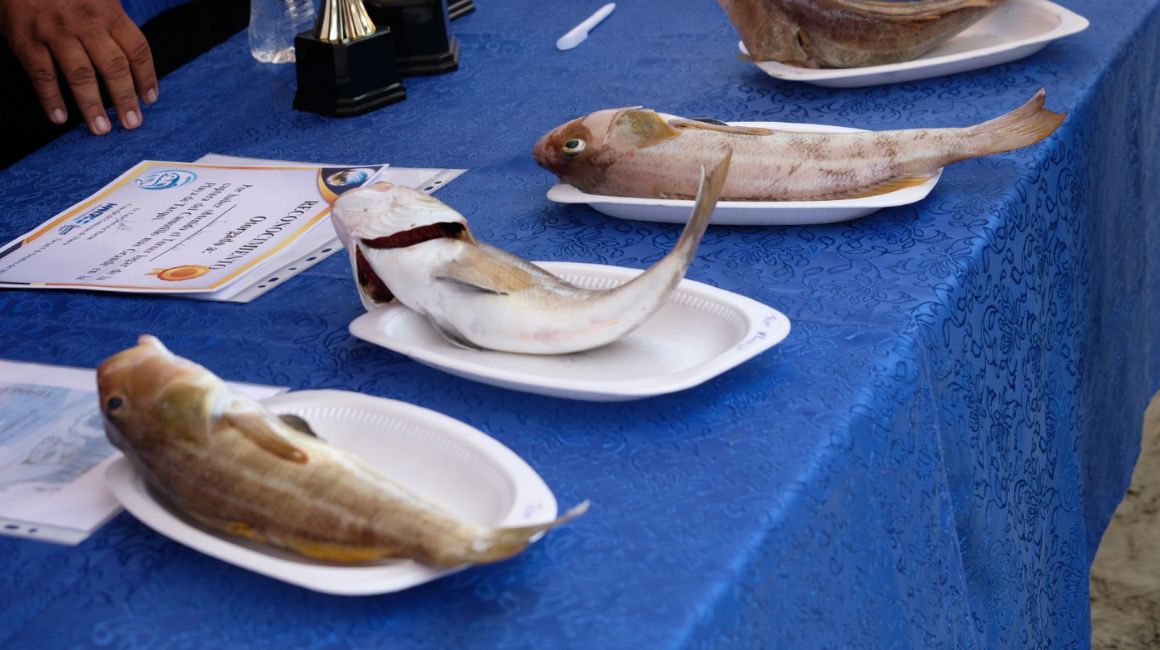 Se encuentran pescados Camotillo de hasta 40 centímetros de largo.