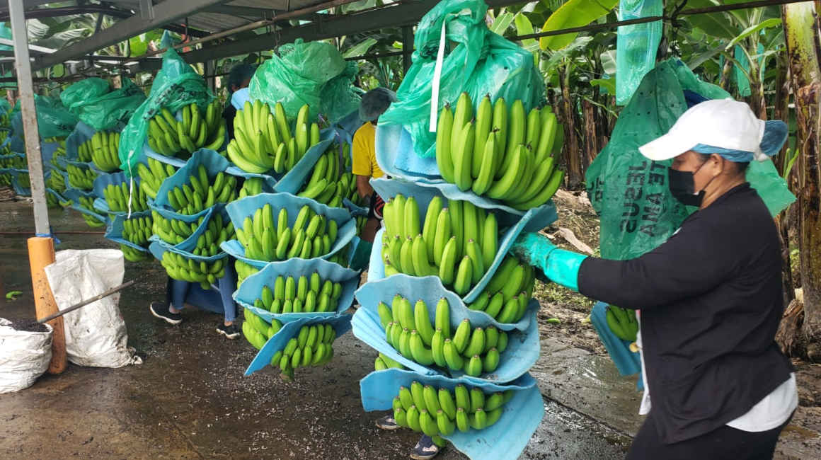Racimos de banano en Guayas, en febrero de 2022.