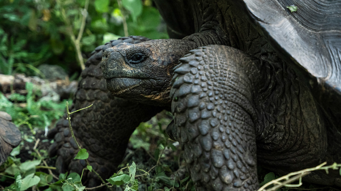 Imagen referencial tortugas terrestres en las islas Galápagos