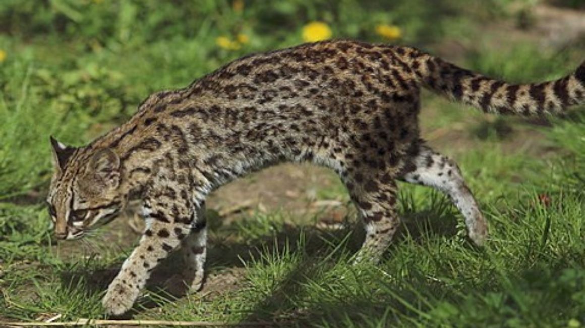 Tigrillo​ o leopardo tigre (Leopardus tigrinus) es una especie de mamífero carnívoro de la familia Felidae. Un felino propio de los bosques tropicales de América Central y América del Sur entre los 600 y 4300 m.s.n.m.