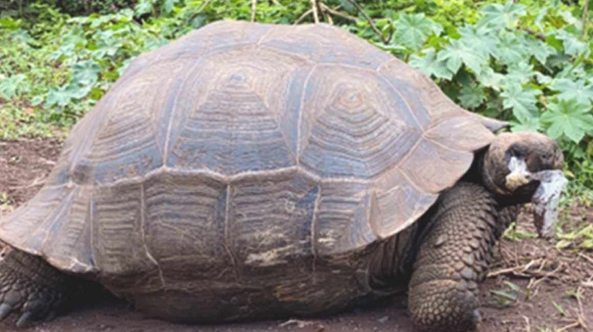 Una tortuga gigante de la isla Santa Cruz, comiendo un desecho plástico. 