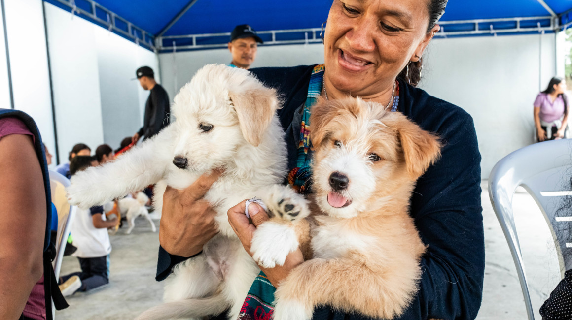 ¿Cómo y dónde vacunar a los perros contra la leptospirosis?
