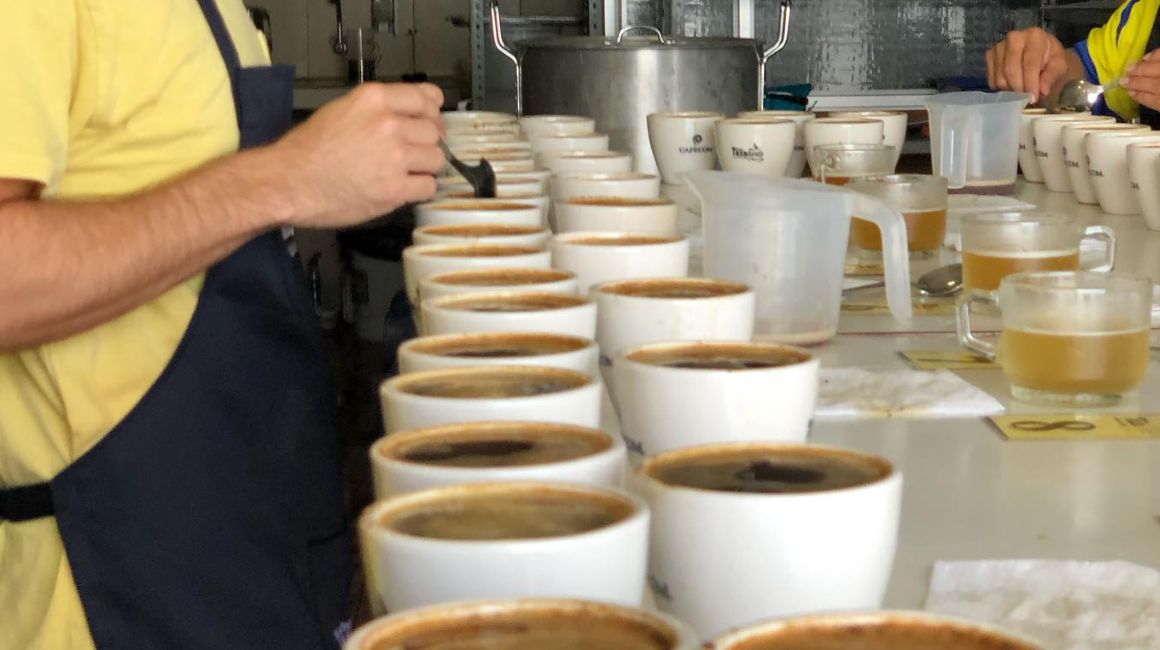 Tazas de café ecuatoriano que prueban los jueces del concurso Taza Dorada 2023.