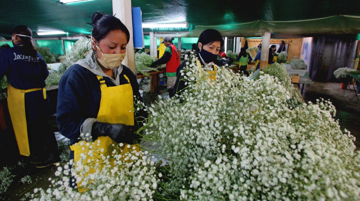 Imagen referencial de un vivero en Cuzubamba, 80 km al norte de Quito, parte de una empresa dedicada a la exportación de flores.
