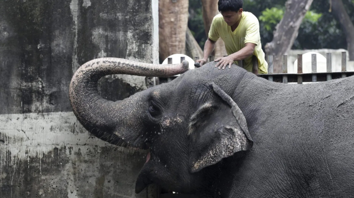 Mali, el único elefante que quedaba en Filipinas