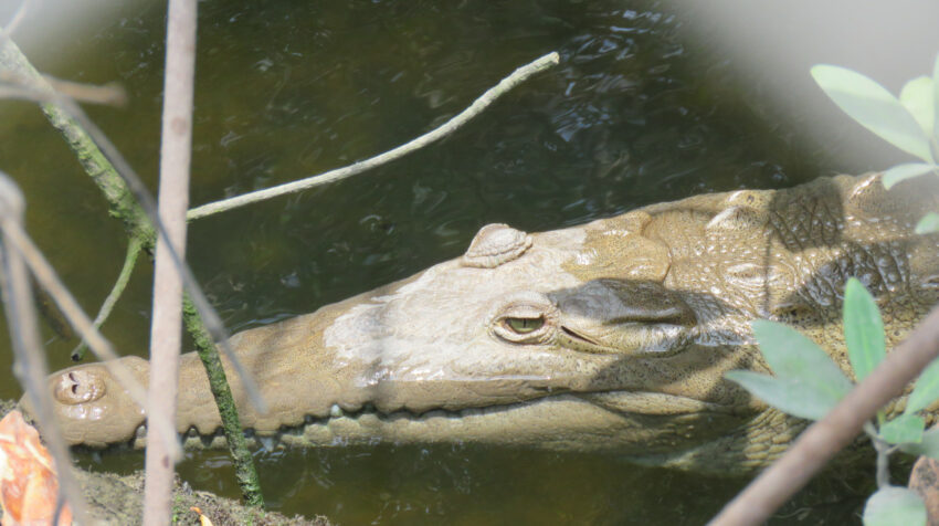 Imagen frontal de uno de los cocodrilos que visita una parte del manglar en la vía a la Costa. 