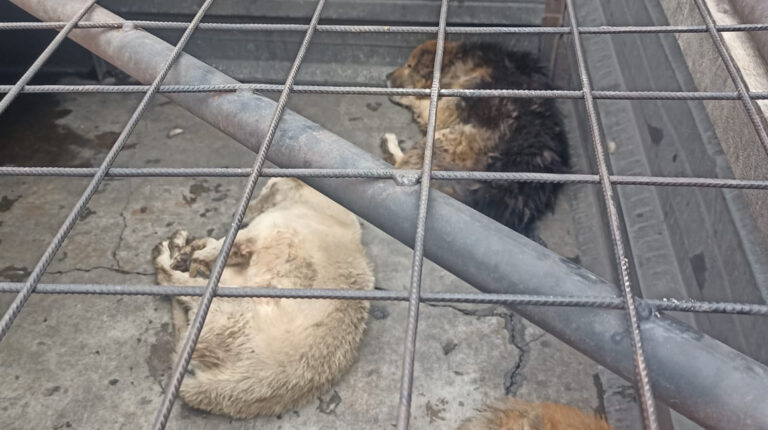 Operativos rescatan ocho perros maltratados por sus dueños en Quito